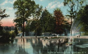 Vintage Postcard 1913 View In White's Park City Public Concord New Hampshire NH