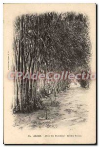 Postcard Old Algiers Allee Bamboo Garden D'Essai