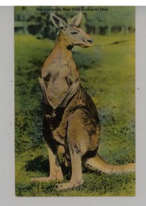 Red Kangaroo