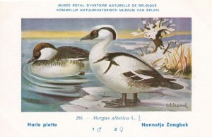 Smew Duck Mergus Allbellus WW2 Bird Rare Postcard