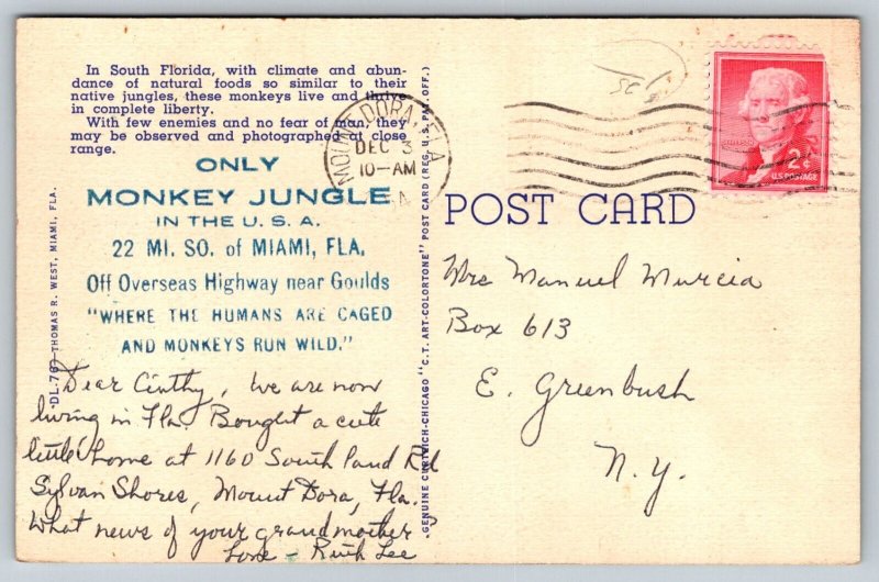 1954  The Monkey Jungle   Miami  Florida  Postcard