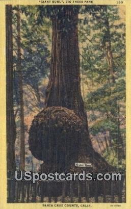 Giant Burl Big Trees Park - Santa Cruz County, CA