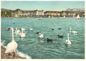 Vintage Postcard Zurich Blick Zum Utoquai Swan Lake Swimming Switzerland