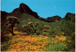 Poppies,Piacacho Peak,AZ BIN