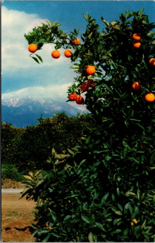Vtg Snow Capped Mountains and California Orange Groves CA Unused Postcard
