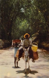 Local Transportation through Bamboo Grove Jamaica Unused 