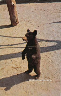 Bear Great Smoky Mountain National Park 1959 