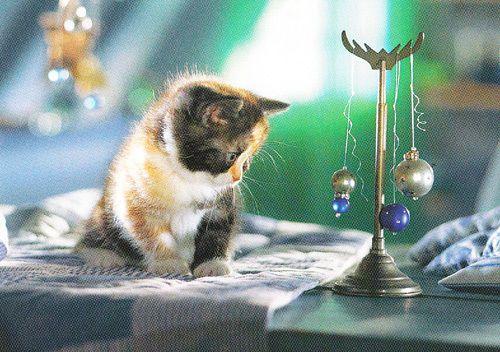 Kitten Cat Playing With Hanging Ball Balls Metronome Style Toy Postcard