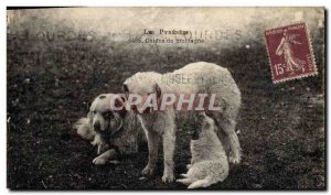 Old Postcard Dog Dogs Pyrenees mountain