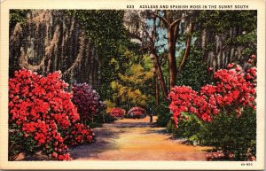 Azalea Flowers & Spanish Moss Sunny Southern United States Linen Postcard 