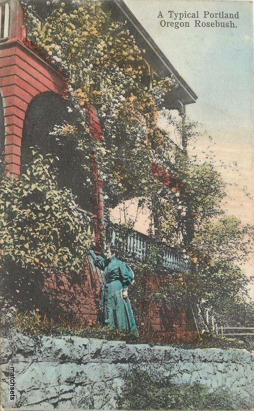 1907 Portland Oregon Woman & Beautiful Rosebush hand colored 5232