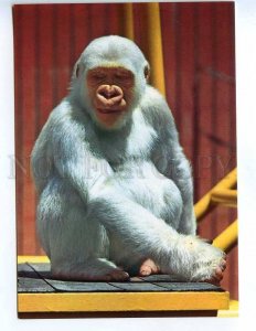 217059 SPAIN BARCELONA ZOO albino monkey old photo postcard