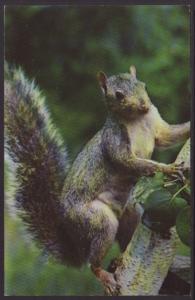 Squirrel Postcard