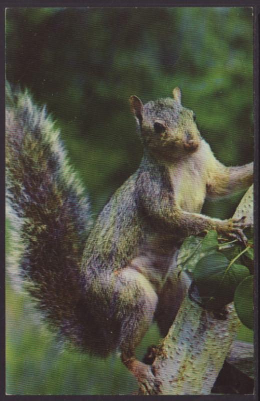 Squirrel Postcard