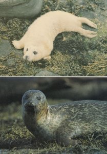 Grey Pup & Common Seal 2x Scotland Orkney Postcard s