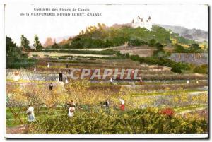 Old Postcard Cassis picking flowers Perfume Bruno Court Grasse