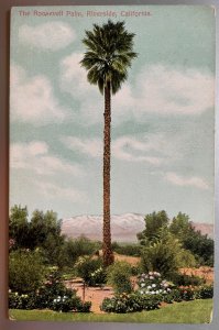 Vintage Postcard 1907-1915 The Roosevelt Palm, Riverside, California (CA)