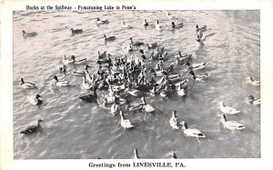 Ducks at the Spillway Pymatuning Lake in Penn'a - Linesville, Pennsylvania PA