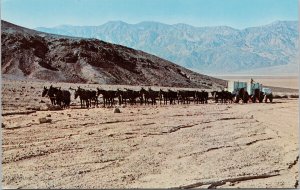 Death Valley CA Typical Twenty Mule Team Unused Postcard E92