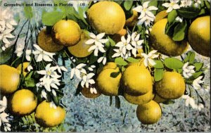 Grapefruit and Blossoms Florida Vintage Postcard Standard View Card