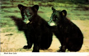 Black Bear Cubs BIN