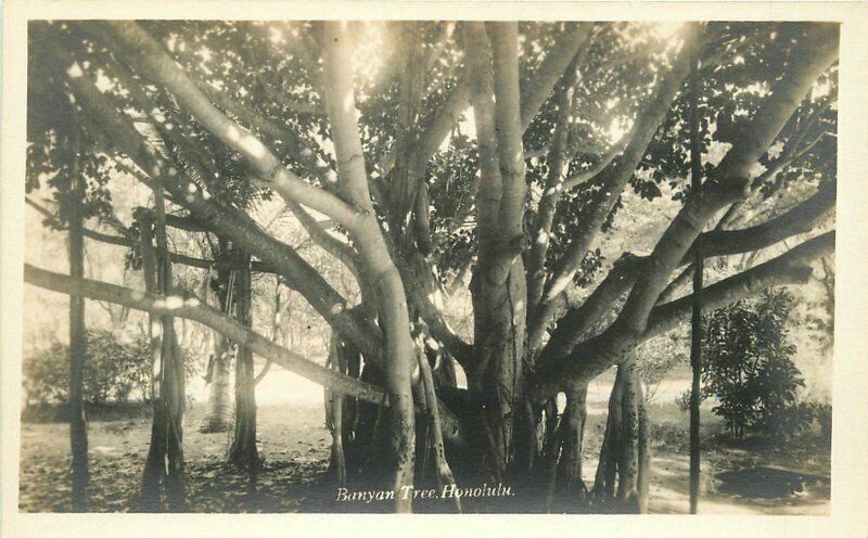 Banyan Tree Honolulu Hawaii 1920s RPPC Photo Postcard 20-457