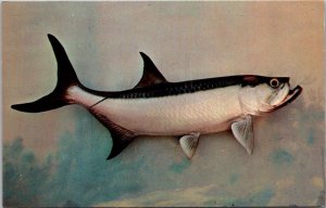 Fish The Tarpon Florida