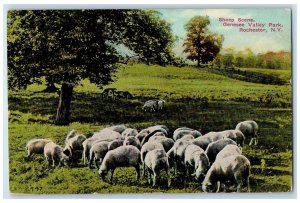 1912 Sheep Scene Genesee Valley Park Rochester New York Posted Vintage Postcard