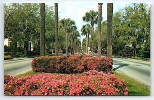 1960s SAVANNAH GA VICTORY DRIVE WWI MEMORIAL PALMS TO THUNDERBOLT POSTCARD P3788