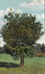 Florida Orange Tree