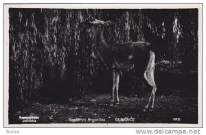 RP: GUANACO , Argentina , 20-30s