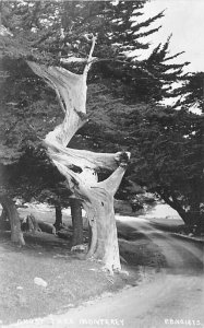 Almost Tree Monterey P.P. No. 1 & 73 - Unknown, California CA Postcard