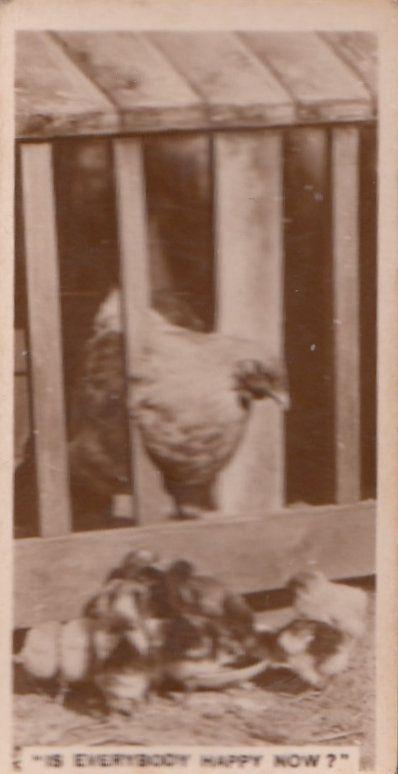 Is Everybody Happy Now Hens Cats Bird Hen Cage Cigarette Card