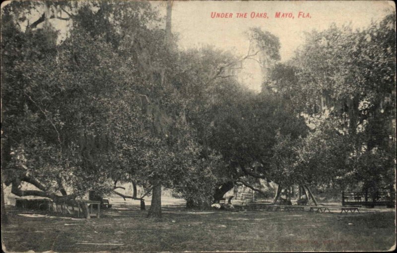 Mayo FL Under the Oaks Lafayette County c1910 Postcard