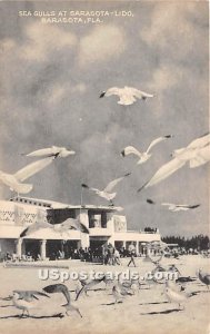Sea Gulls, Sarasota-Lido - Florida FL  