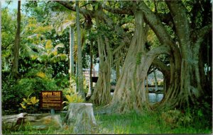 Florida Vero Beach McKee Jungle Gardens The Banyan Tree
