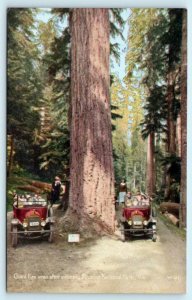 RAINIER NATIONAL PARK, Washington WA  Early Cars GIANT FIRS c1910s Postcard