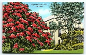 1930s BERMUDA ROYAL POINCIANA TREE FLORAL ESTATE YANKEE STORE POSTCARD P57