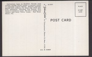 Florida Miami, Parrot Jungle, Beautiful Macaws - Chrome