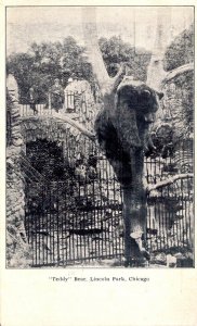 Teddy Bear Lincoln Park Chicago Illinois