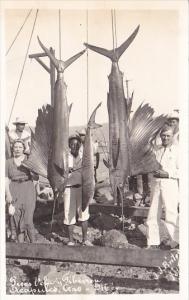 Fishing Days Catch Of Sailfish Acapulco Mexico Real Photo