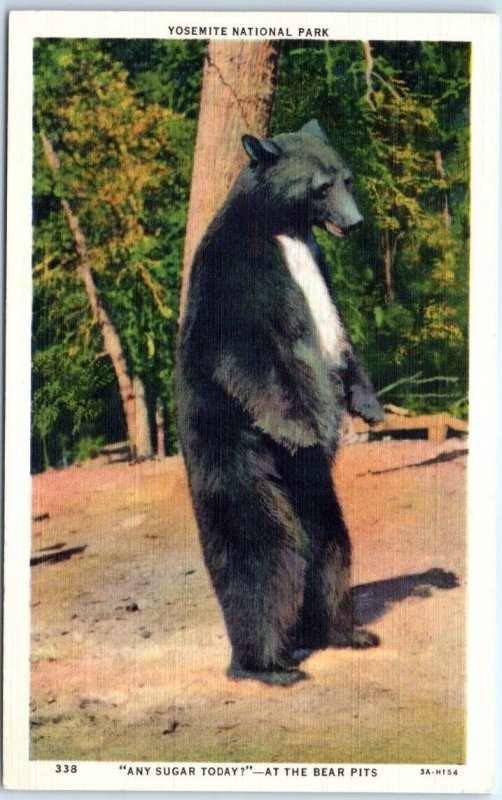 Postcard - Any Sugar Today?-At The Bear Pits, Yosemite National Park - CA