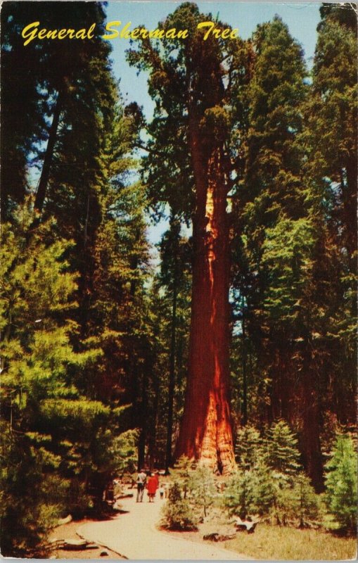 California General Sherman Tree Trail General Sherman's Tree