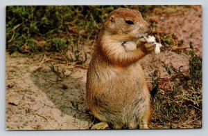 Cute Little Prairie Dog Vintage Postcard 0692