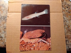 1960's Blind Fish Crayfish, Cincinnati Museum of Natural History, Ohio P...