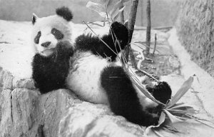 Giant Panda at Lunch Bronx Zoo, New York, USA Bear Unused 