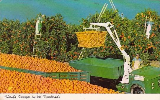 Florida Orange Grove Florida Oranges By The Truckloads