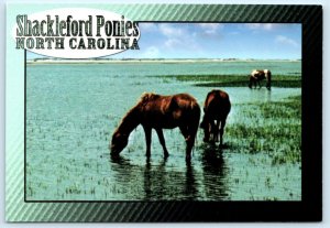 SHACKLEFORD BANKS, North Carolina NC ~ SHACKLEFORD PONIES 4x6 Postcard