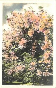 Hawaii 1920s Hand Tint following Tree Postcard RPPC 24-7996