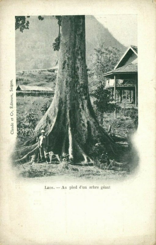 indochina, LAOS, Au pied d'un arbe géant, Giant Tree (1899) Postcard